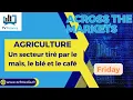 AGRICULTURE : Un secteur tiré par le maïs, le blé et le café