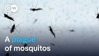 Millions of mosquitos plague Italian town of Orbetello | Focus on Europe