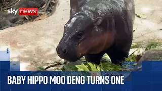Baby hippo Moo Deng celebrates first birthday