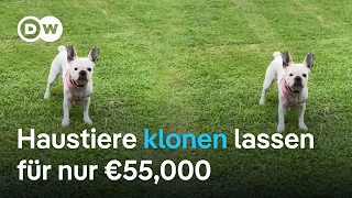 Europas erstes Labor klont Hunde und Katzen in Spanien | Fokus Europa