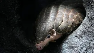 PANGOLIN Le pangolin du zoo de Brookfield au centre d&#39;un nouveau documentaire sur la faune