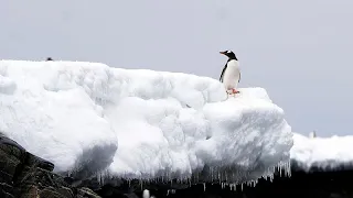 Antarctique : le réchauffement des mers menace les écosystèmes, selon des scientifiques