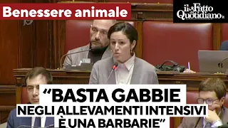 &quot;Stop alle gabbie negli allevamenti intensivi, è una barbarie&quot;: via libera alla proposta di Evi (Pd)