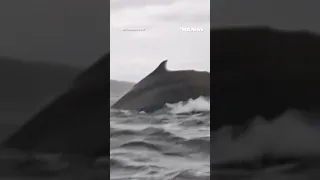 WHALE Man swallowed whole by whale then spit out in heart-stopping video