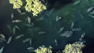 EN VIVO: Decenas de manatees se agrupan en aguas tibias por el frío en Florida