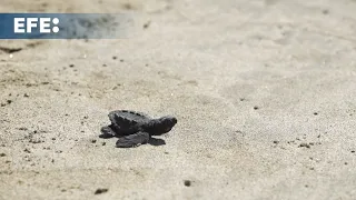 Un festival turístico impulsa la liberación de 750 tortugas en Acapulco