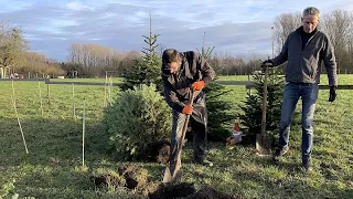 Fact check: per l&#39;ambiente è meglio un albero di Natale vero o artificiale?