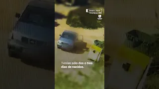 Así fue el rescate de cuatro cachorros que fueron arrojados a un basurero