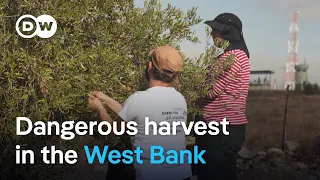 HARVEST Why Israelis are helping West Bank Palestinians harvest olives | DW News