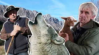 Reducción de la protección del lobo en Europa. ¿Está en riesgo la biodiversidad?