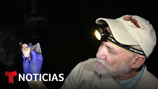 Planeta Tierra: Le presentamos al &#39;Batman mexicano&#39;, biólogo de los murciélagos | Noticias Telemundo