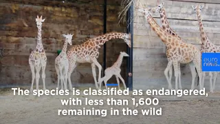 ROTHSCHILD & CO Rare Rothschild giraffe calf born at Woburn Safari Park