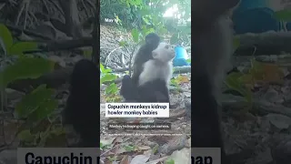 Capuchin monkeys kidnap howler monkey babies
