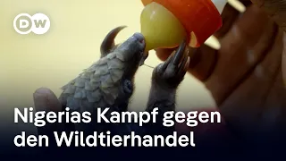 Nigeria im Wandel: Vorreiter im Kampf gegen Wildtierhandel | DW Nachrichten