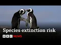 Migrating species crucial to planet under threat, says UN | BBC News