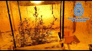 CATANA GROUP Amenaza de muerte a un policía con una catana y le descubren un cultivo de marihuana en una cue