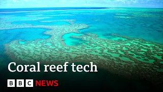 FD TECH PLC ORD 0.5P Could tech protect our coral reefs? | BBC News