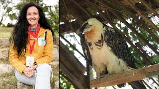 « C’est comme un miracle » : la réintroduction toute en émotion du gypaète barbu en Bulgarie
