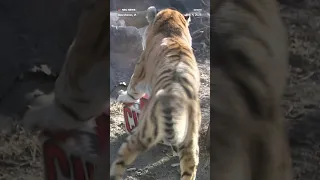 Blank Street Zoo tiger picks the Chiefs to win the Super Bowl.