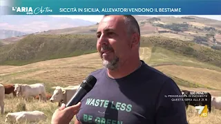 LIVE CATTLE Siccità in Sicilia, allevatori vendono il bestiame