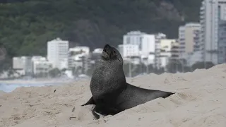 No Comment : visite insolite d&#39;une otarie sur la plage d’Ipanema