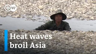 ECO SYSTEMS LTD How deadly heat waves will impact economies and ecosystems | DW News