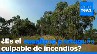 La industria papelera portuguesa apuesta por lo verde para limpiar la imagen del eucalipto