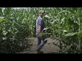 How corn mazes saved one family’s farming business