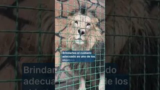 El rescate de dos osos, símbolo de la protección animal en la Ucrania invadida por Rusia