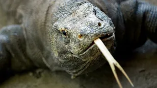 KOMODO &quot;Liste rouge&quot; de la nature : requins et dragons de Komodo, menacés ou en danger • FRANCE 24