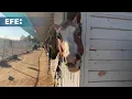 Caballos, cerdos y cacatúas: refugios animales de Los Ángeles, llenos por los incendios