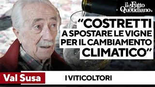 L’aumento delle temperature danneggia anche i viticoltori: &quot;Ecco le conseguenze sul vino&quot;