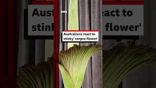 REACT GRP. ORD 12.5P Australians react to stinky &#39;corpse flower&#39;. #Australia #Sydney #Flower #BBCNews