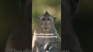 The Dirty Business of Monkey Laundering