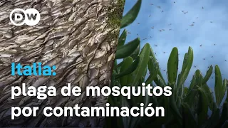 Peces muertos y plaga de mosquitos en la costa italiana