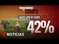 En números: este es el impacto de los migrantes indocumentados en el campo | Noticias Telemundo