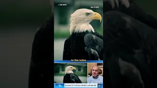 How a MInnesota man discovered the bald eagle wasn&#39;t officially the national bird