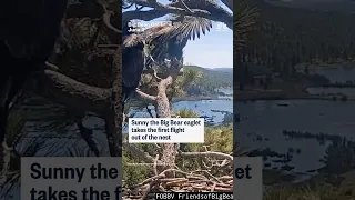 Big Bear eaglet Sunny takes first flight out of the nest