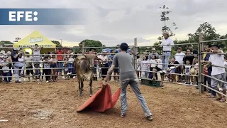 Corridas de toros en Panamá: una combinación de cultura, música y valentía