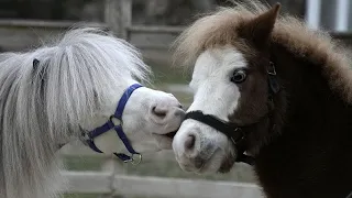 Ponis terapéuticos: un regalo navideño para los atenienses más vulnerables