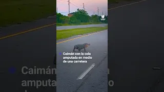 Mujer se sorprende al ver un caimán con la cola amputada en medio de una carretera