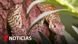 KOMODO Nacen seis crías de dragones de komodo en el Zoológico del Bronx en Nueva York