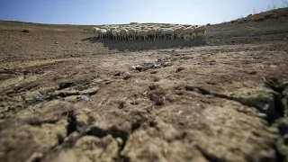 WHEAT Siccità in Sicilia: bacini vuoti e produzione di grano in calo del 70%