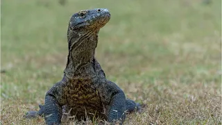 KOMODO A Female Komodo Dragon Gave Birth To 3 Babies Without A Male Partner