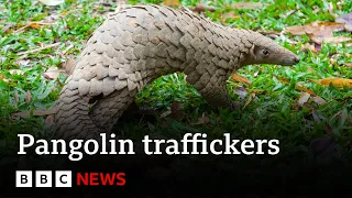 PANGOLIN &#39;Top&#39; pangolin traffickers caught by undercover sting operation - BBC News