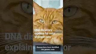 DISCOVERY A DL-.01 DNA discovery explains fur color of ginger cats