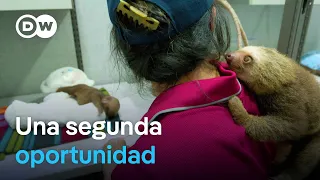 Al rescate de los osos perezosos en Panamá