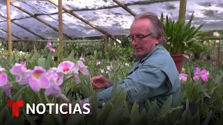 Planeta Tierra: Colombiano vive en función de la preservación de las orquídeas | Noticias Telemundo