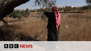 HARVEST Palestinian olive harvest under threat from Israeli attacks and restrictions | BBC News