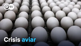 Los huevos, un lujo en EE. UU.